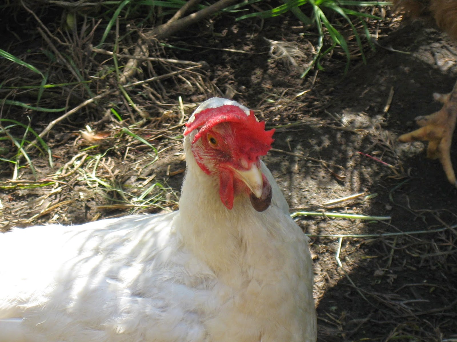 Life at Arbordale Farm My Chicken Has A Swollen Wattle